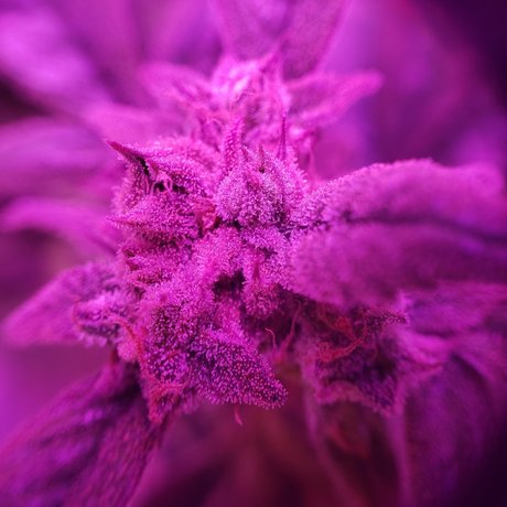 Alana Blaze_ exklusive sex foto