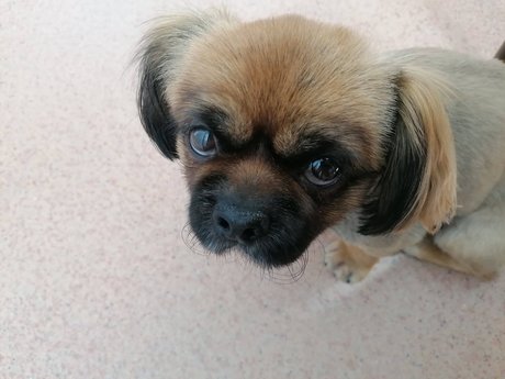 Sugar Addict heiße hd archiv