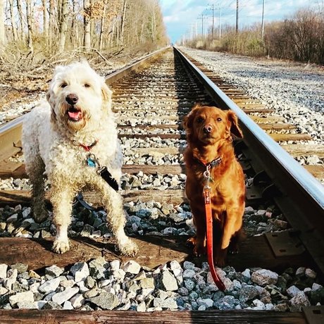 Cougarmeat schöne kunst fotos