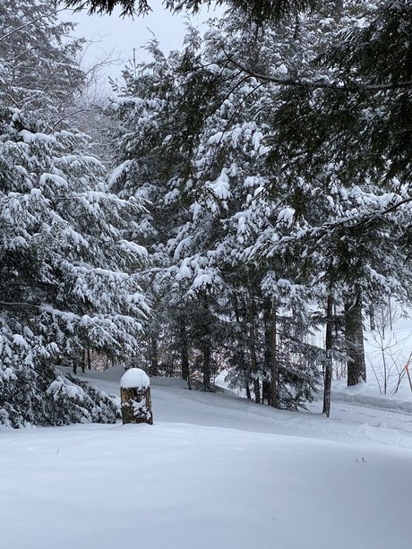 Peterovich kunst fotos