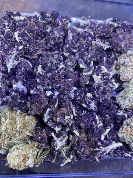 Mendocino P pornographische pornostar fotos