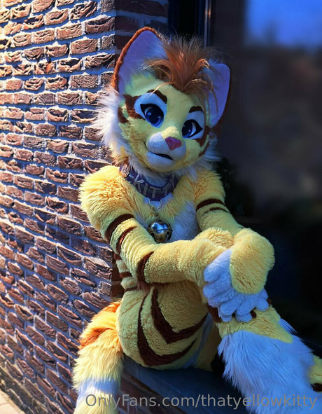 thatyellowkitty kostenlose perfekte bilder