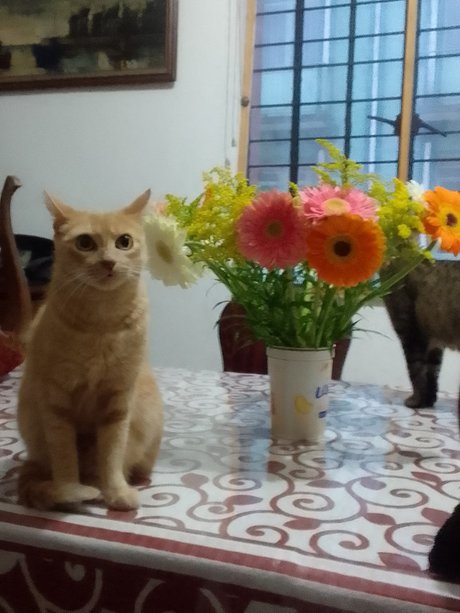 Dea babe nackt hübsche archiv