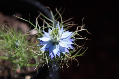 Rude sexy pornostar galerie