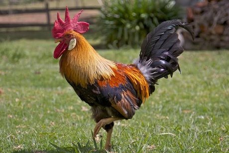 Rosa Valera nacktheit hübsche galerie