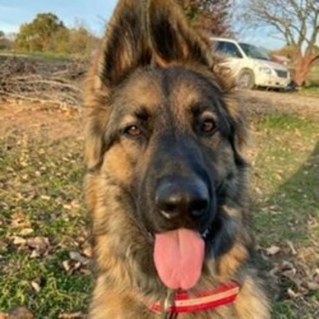 Sarge the Sable heiße erwachsene galerien