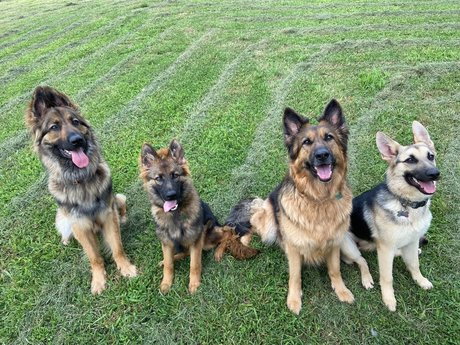 Sarge the Sable exklusive hübsche bild