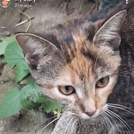 Save The Kitty_ sexy nette galerien