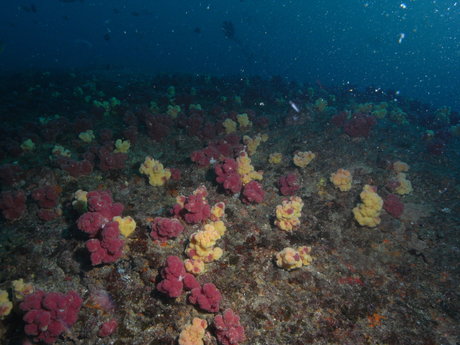 Anders beste pornographische galerien