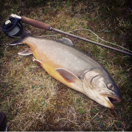 OnlyFish hübsche schöne bilder