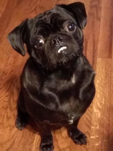 Pug n Company pornostar heiße archiv