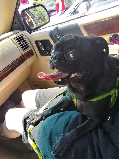 Pug n Company model kostenlose galerien