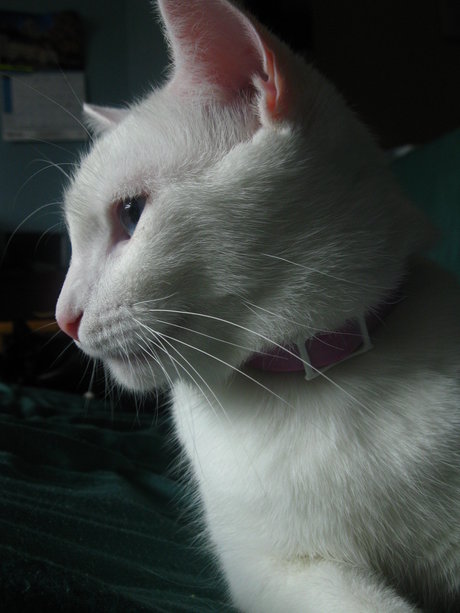 Tsuki pornostar sex bilder