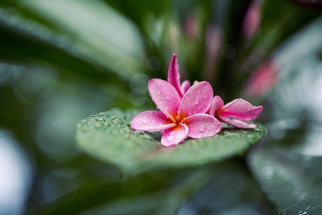 Zippy Lomax heiße kostenlose archiv