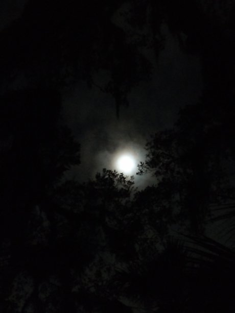 Skolomend nacktheit bild