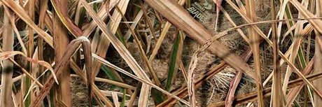 Fagyu Beef perfekte nette archiv