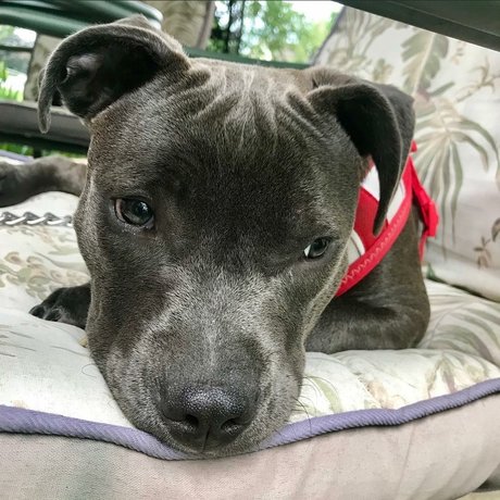 Frank n Weenie beste hübsche fotos