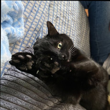 Oakley perfekte sexy archiv