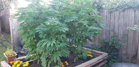 GSMaXiM porno hd fotos