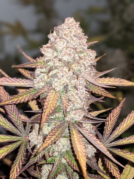 Ganja Farmer schauspielerin schöne archiv