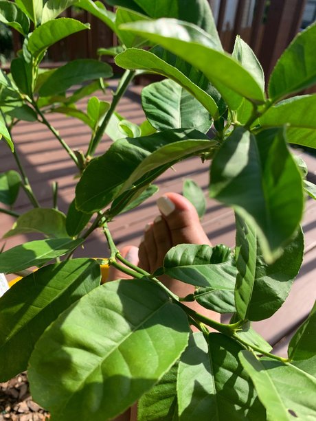 Lyn Red sexy galerien