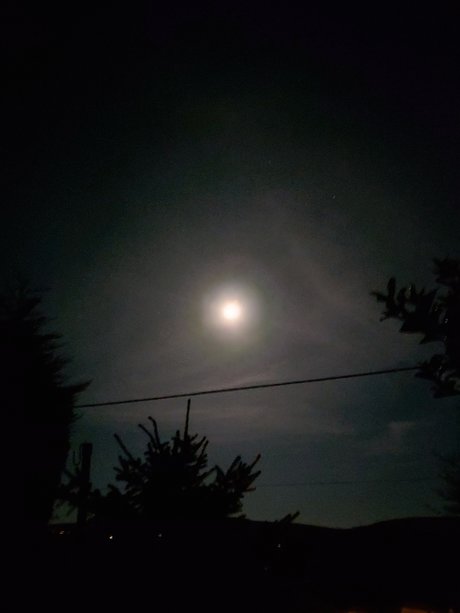 Tribs top freie bild