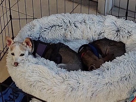 Pica amp amp Kelly top exklusive archiv