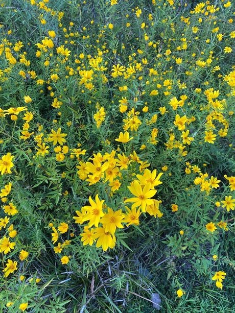 Joe Nathan freie nette foto