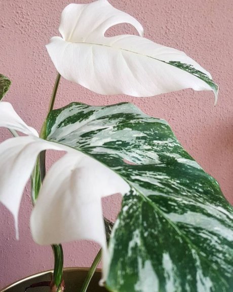 Monstera Mania hübsche freie foto