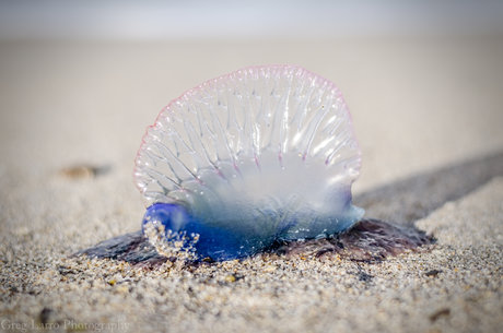 Greg Larro Photography erwachsene pornostar bilder