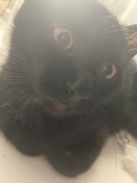 Selene Night perfekte pornografische bilder