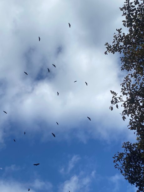 01Cinamondark Profilbild