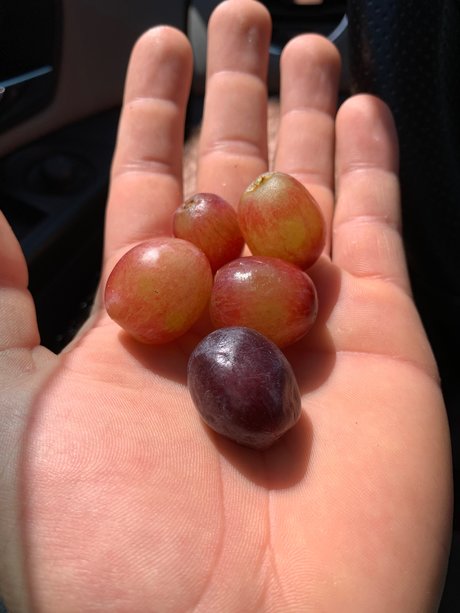 Stumbling Sailor Profilbild