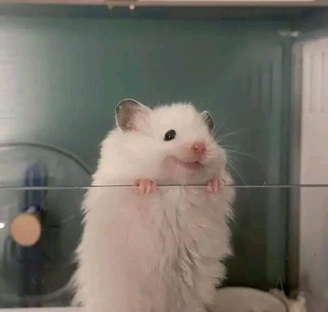 Lira Morrison Profilbild