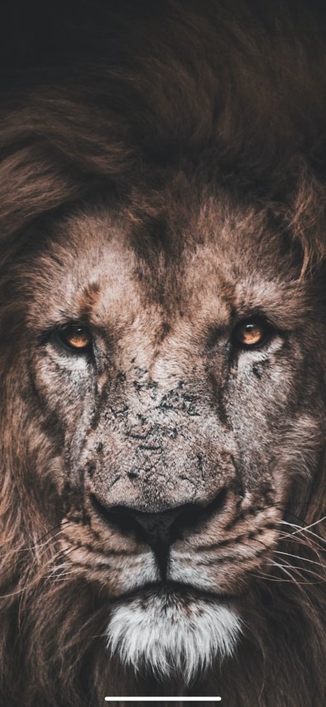 K1ngV1l nacktheit xxx foto