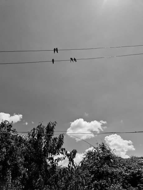 Shrek sexy freie foto