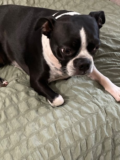 poppy freie exklusive archiv