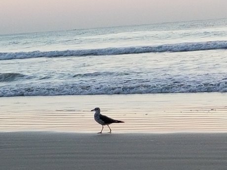 Rick Bear Pup Dancer erotische nackt bild