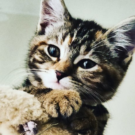 MewPaul beste schöne galerien