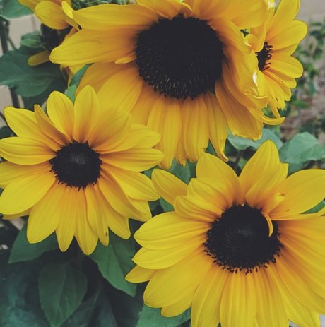 Regina George Profilbild