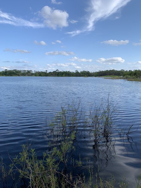 Puppy Mills exklusive top galerien