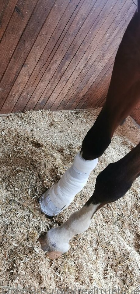 truestellablue Bilder