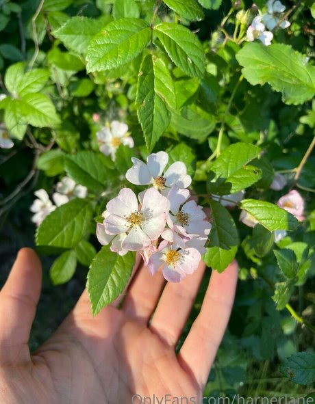 harperlane beste xxx galerie