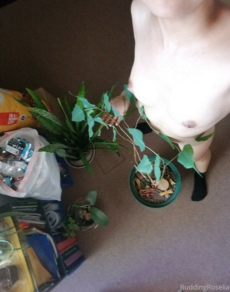 buddingroselia Bilder
