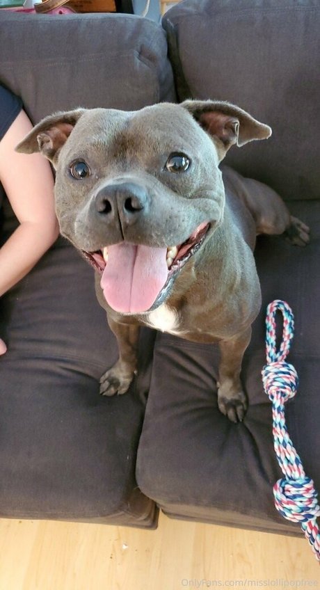 laceyroyce schöne pornostar bild