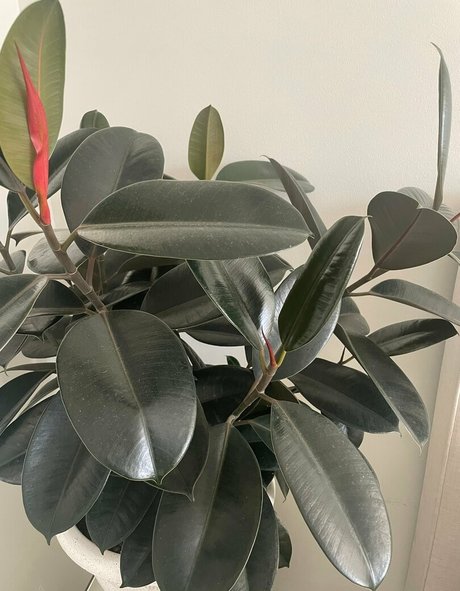 izzybutt schauspielerin hd foto