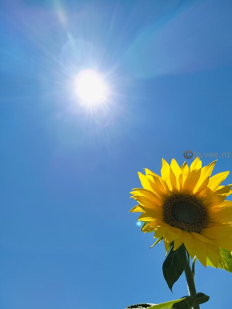 Jo Vee Nz Profilbild