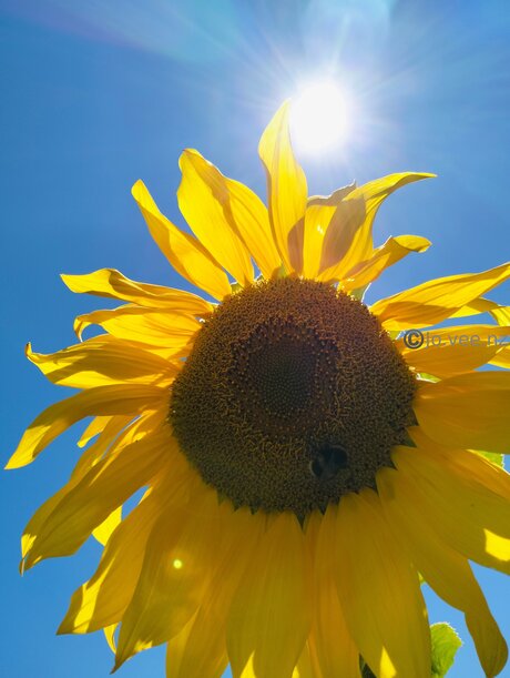 Jo Vee Nz schöne kunst bild