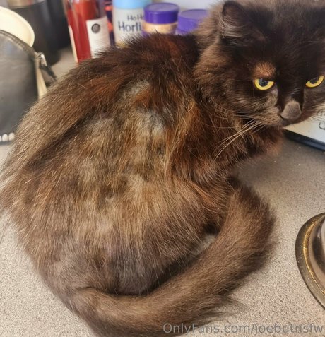 joebutnsfw top beste bild