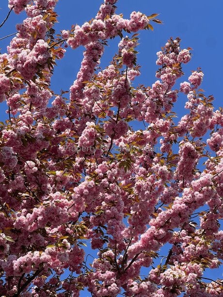 Sarahmoonsg freie xxx archiv